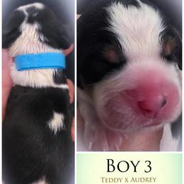 Boy 3 - Black white and tan male English Springer Spaniel puppy in Silverdale, Washington from TimberVale Springers