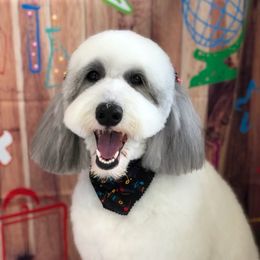 Emmie - Sheepadoodle