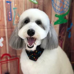 Emmie - Sheepadoodle