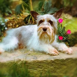 Emilia - Miniature Schnauzer