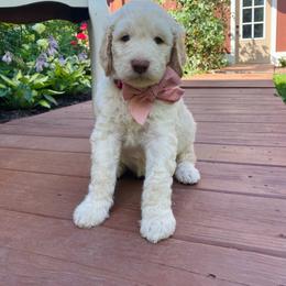 Annabel- dark pink - Cream female Goldendoodle puppy in Carlton, Minnesota from Lakeside Doodles MN