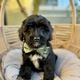 Shadow - Black and chalk male Australian Labradoodle puppy in Morgan Hill, California from Loving Labradoodle