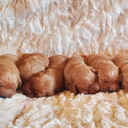 Golden Retriever Puppies from Akoya Kennels