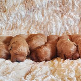Golden Retriever Puppies from Akoya Kennels