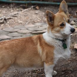 Pembroke Welsh Corgis from Bottom Of the Thumb Pembroke Corgis