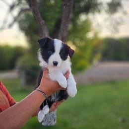 Oregano - Black and white male Border Collie puppy in Dewey, Arizona from Fásach Stockdogs