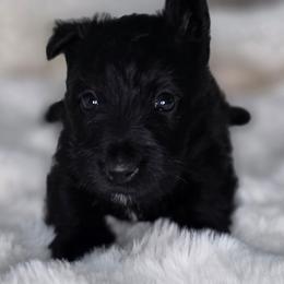 Callie - Black female Scottish Terrier puppy in Seymour, Missouri from Fairview's Precious Pups