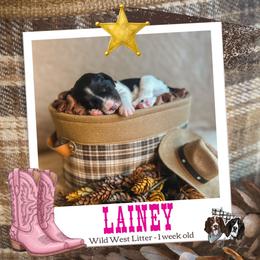 Lainey - Black white and tan female English Springer Spaniel puppy in Albany, Minnesota from Farm Fresh Labradors & English Springers
