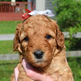 Cherry - Apricot female Goldendoodle puppy in Batavia, Ohio from Cozy Cove Goldendoodles