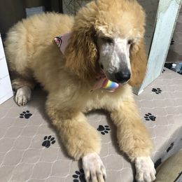 Poodle Puppies from Tails Up Standard Poodles