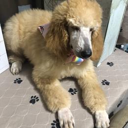 Poodle Puppies from Tails Up Standard Poodles