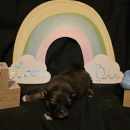 Noel - Cream sable male Pomeranian puppy in Sanford, Florida from Serena's Poms