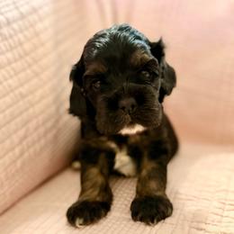 Blue - Boy - Black white and tan male Cocker Spaniel puppy in Morganton, North Carolina from Priceless Pups