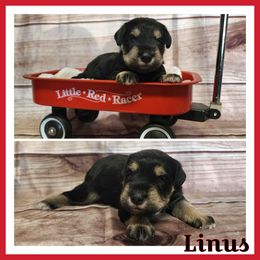 Linus - Black and silver male Miniature Schnauzer puppy in Lebanon, Missouri from Cedar Glades Canines