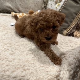 Cavapoo, Cockapoo, and Poodle Puppies from Heavenly Puppies to Love