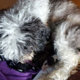 Shihpoo Puppies from Perfect Companion Puppies