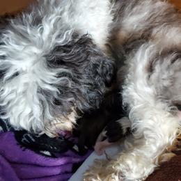 Shihpoo Puppies from Perfect Companion Puppies