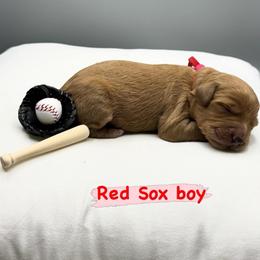 Mr Red Sox - Apricot male Goldendoodle puppy in Roseville, California from Roseville GoldenDoodles