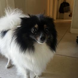 Ban Ban - Pomeranian