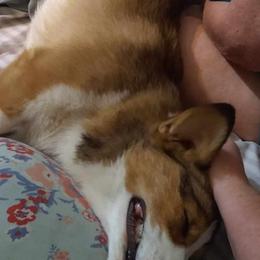Pembroke Welsh Corgis from Corgis by Bri and She