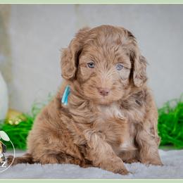 Dewey - Chocolate male Goldendoodle puppy in Connersville, Indiana from Deaz Doodle Ranch