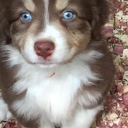 Australian Shepherd Puppies from Wagon Wheel Aussies
