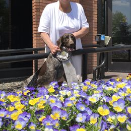 German Shorthaired Pointer All Grown Up from Majestik Kennels