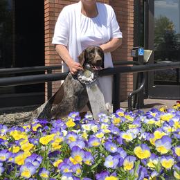 German Shorthaired Pointer All Grown Up from Majestik Kennels