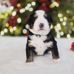 Chase - Black rust and white male Bernese Mountain Dog puppy in Elk Ridge, Utah from Sugarplum Bernese