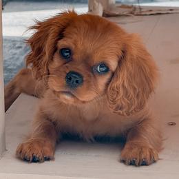 Cavalier King Charles Spaniel puppies from Kingston’s Cavaliers