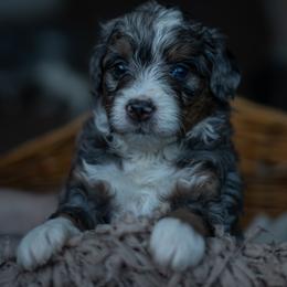 Bernedoodle Puppies from Autumn Vanskiver