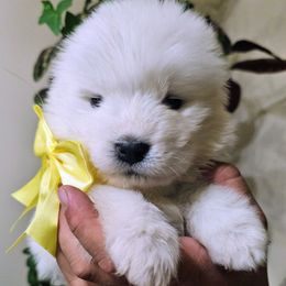 Girl 3 - White female Samoyed puppy in Downey, Idaho from Seven Diamond Samoyeds