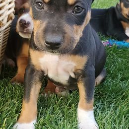 Rat Terriers from Up River Deckers