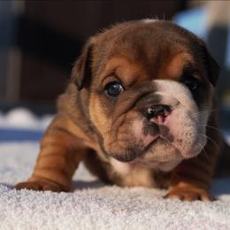 Banana Split - Fawn and white female Bulldog puppy in Warsaw, New York from Hillview Kennels