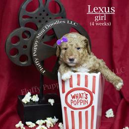 Lexus (Purple Collar) girll - Apricot female Goldendoodle puppy in Corona, California from Fluffy Puppy Mini Doodles LLC