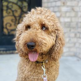 Herc - Aussiedoodle