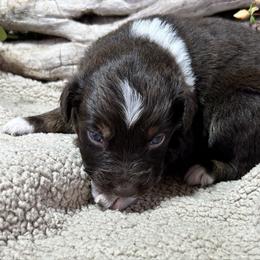 Buddy - Red tri-color male Australian Shepherd puppy in Butler, Georgia from Aussies at Howling Hill Farm