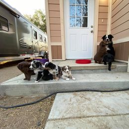Australian Shepherd Puppies from Roosters Brand of Aussies