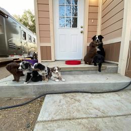 Australian Shepherd Puppies from Roosters Brand of Aussies