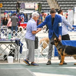 German Shepherd Puppies from Riverline Shepherds