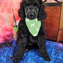 Hue - Black male Poodle puppy in Mcbain, Michigan from Northern Creek
