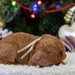 Noelle - Red  female Poodle puppy in Fairfield, Illinois from Positively Doodles