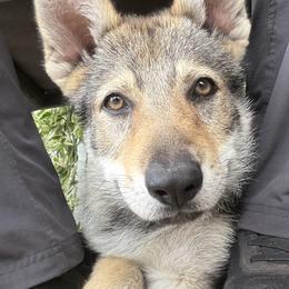 Luna - Yellow gray female Czechoslovakian Vlcak puppy in Florida from DireWolf Pack