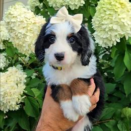 Breeze and Tanner - Tri-color female Bernedoodle puppy in Russell Springs, Kentucky from 270 Doodles