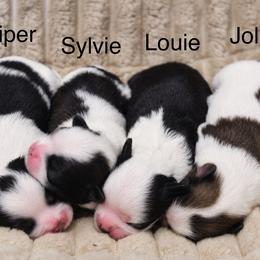 Shichon and Shih Tzu Puppies from Manor Hills Shih Tzus