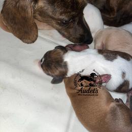 Boy 2 - Brindle male Dachshund puppy in East Dover, Vermont from Audet’s Mini Dachshunds