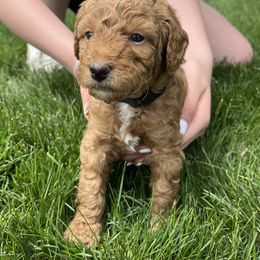 Poodle Puppies from Clegg Poodles