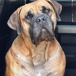 Boerboels from The Melton Farm of Charleston LLC