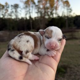 Autumn - Red merle and white female American Corgi puppy in Inverness, Florida from Canaan Farm Corgis