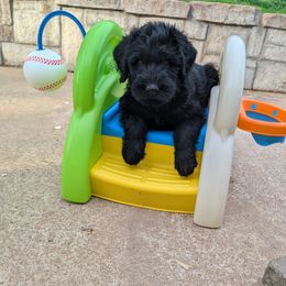 Giant Schnauzer Puppies from Riesenschnauzers von Reh Bach